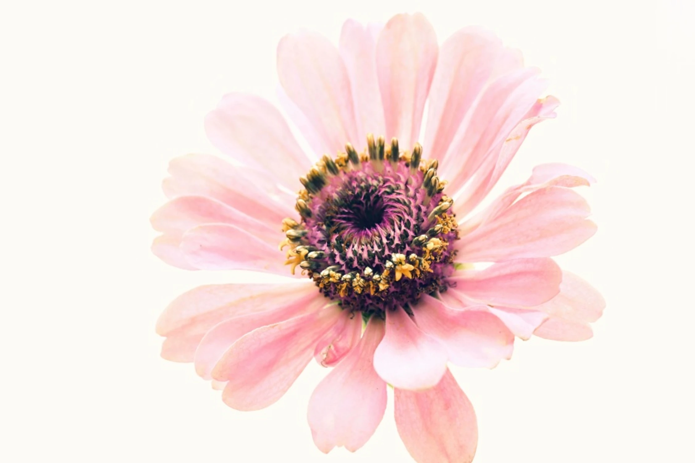 Cynia