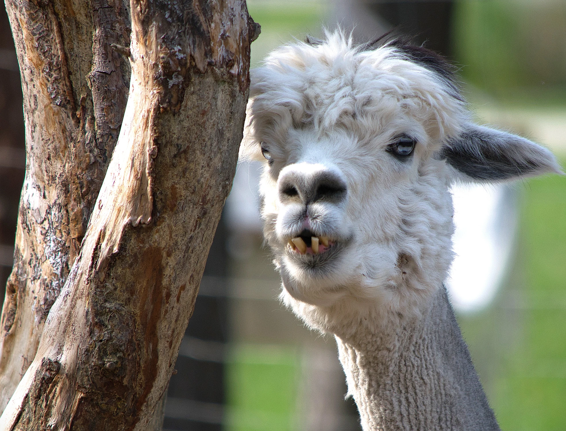 Alpaca 
