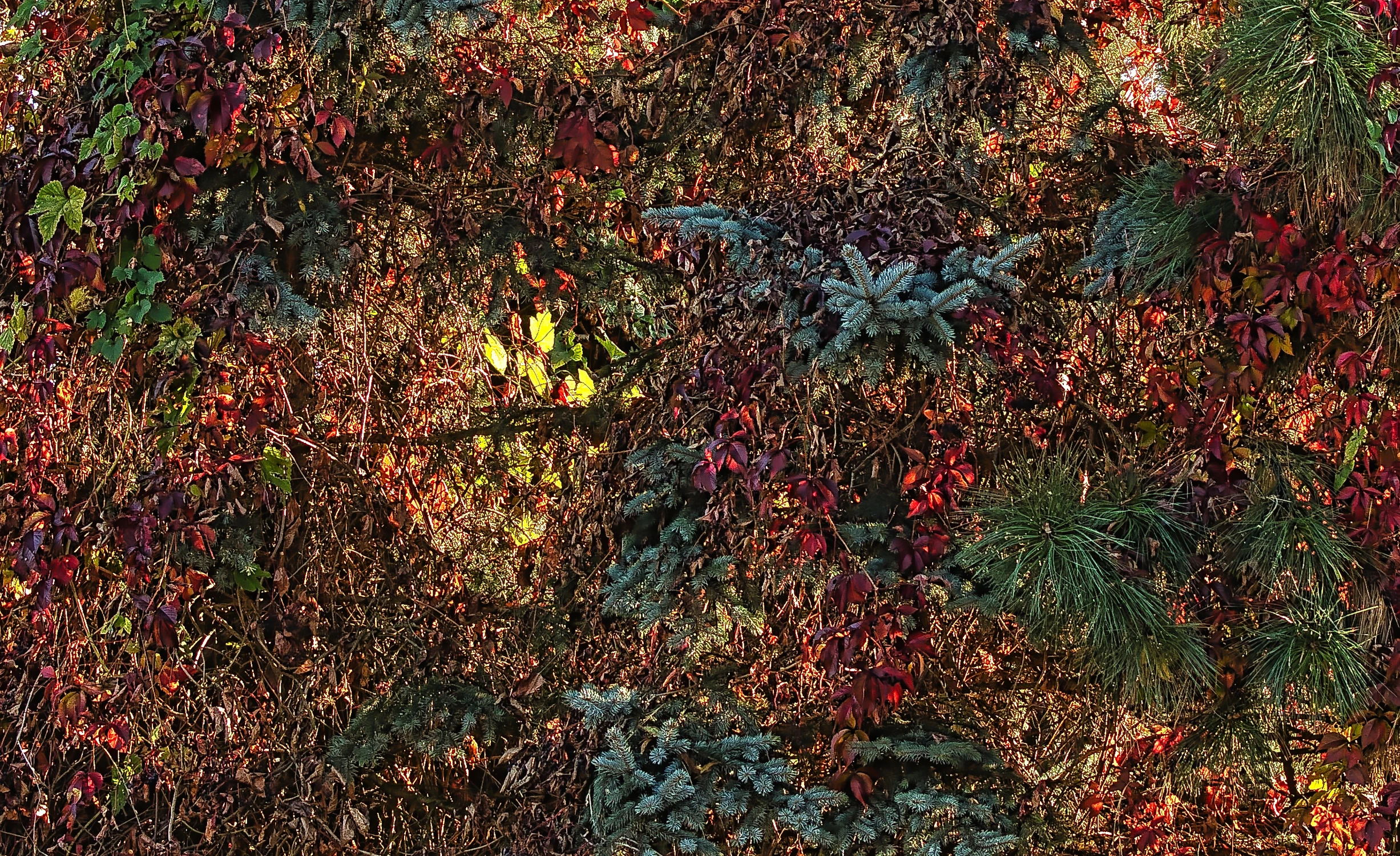 Fototapeta