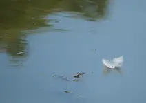 Piórko na wodzie
