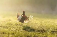 Taniec o poranku