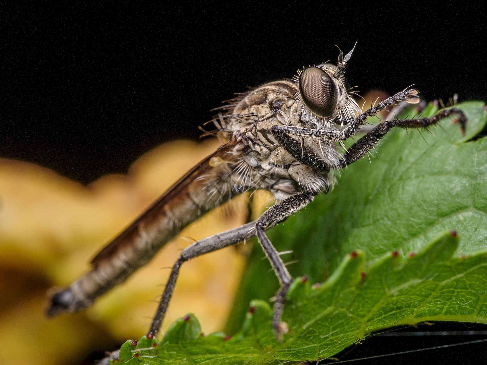 Morderca muszek 