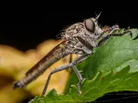 Morderca muszek 
