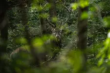 Wojownik z zarośli :)