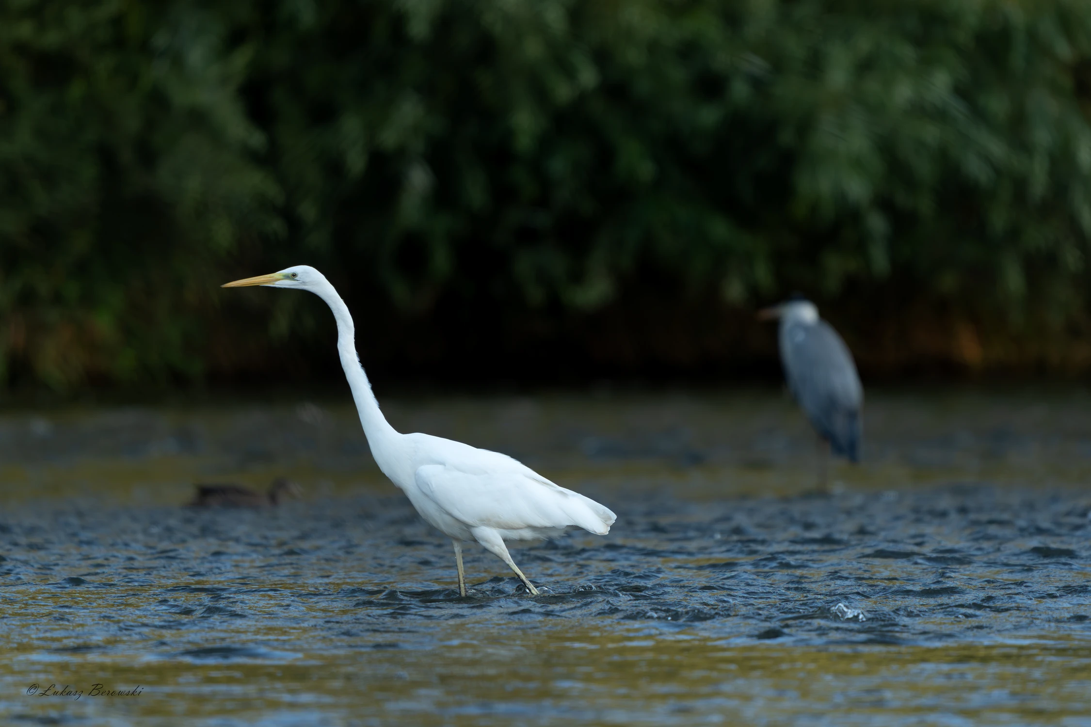 Poranek nad rzeką.