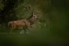 Przemarsz przez rzekę.