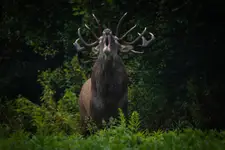 Ryk miłości :)