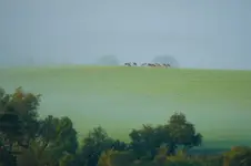 Beskidzki mglisty ranek.