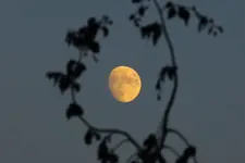 1000015604