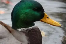 1000011375