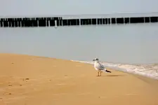 1000017860