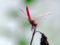 ważka