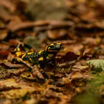 Salamandra