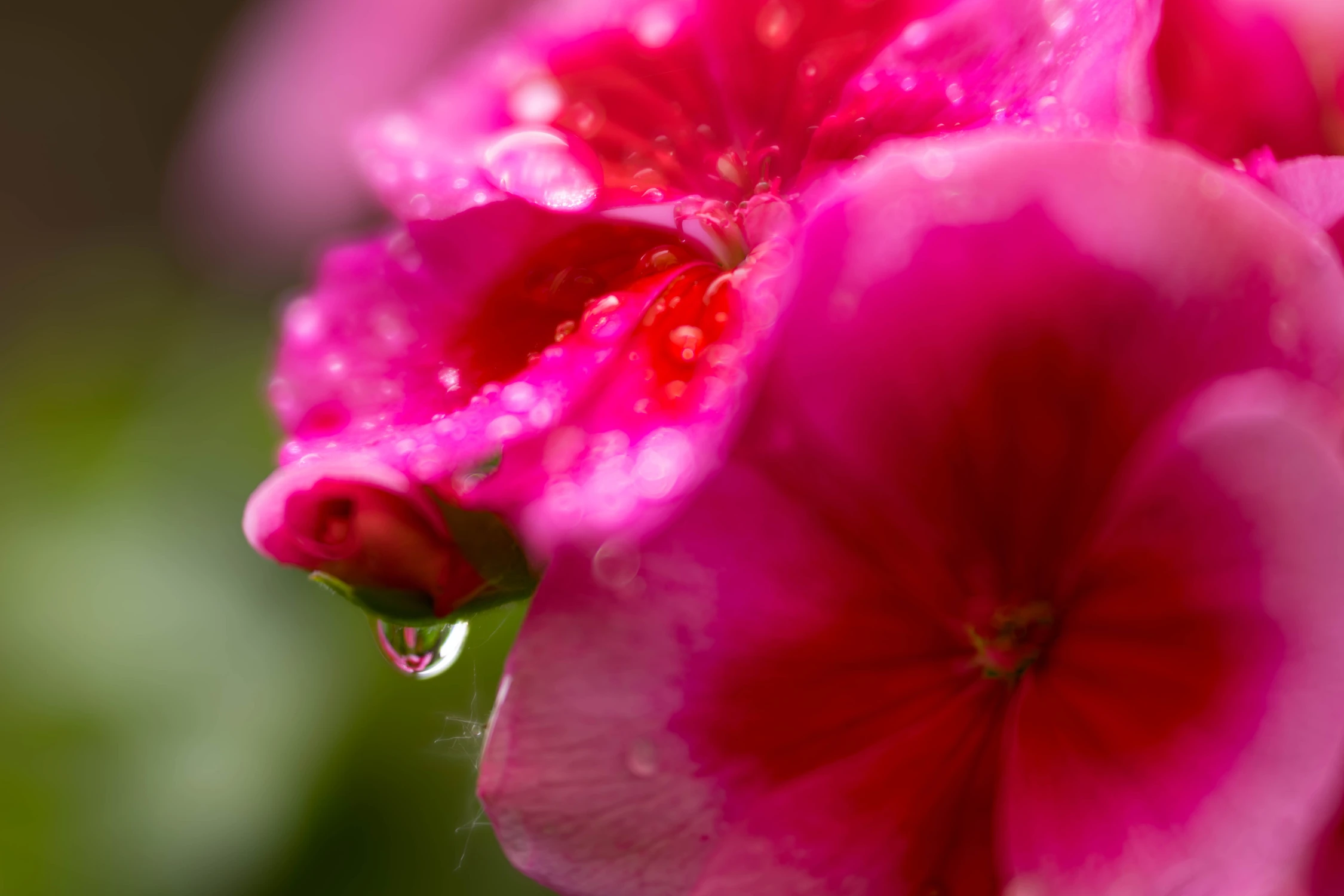Pelargonia