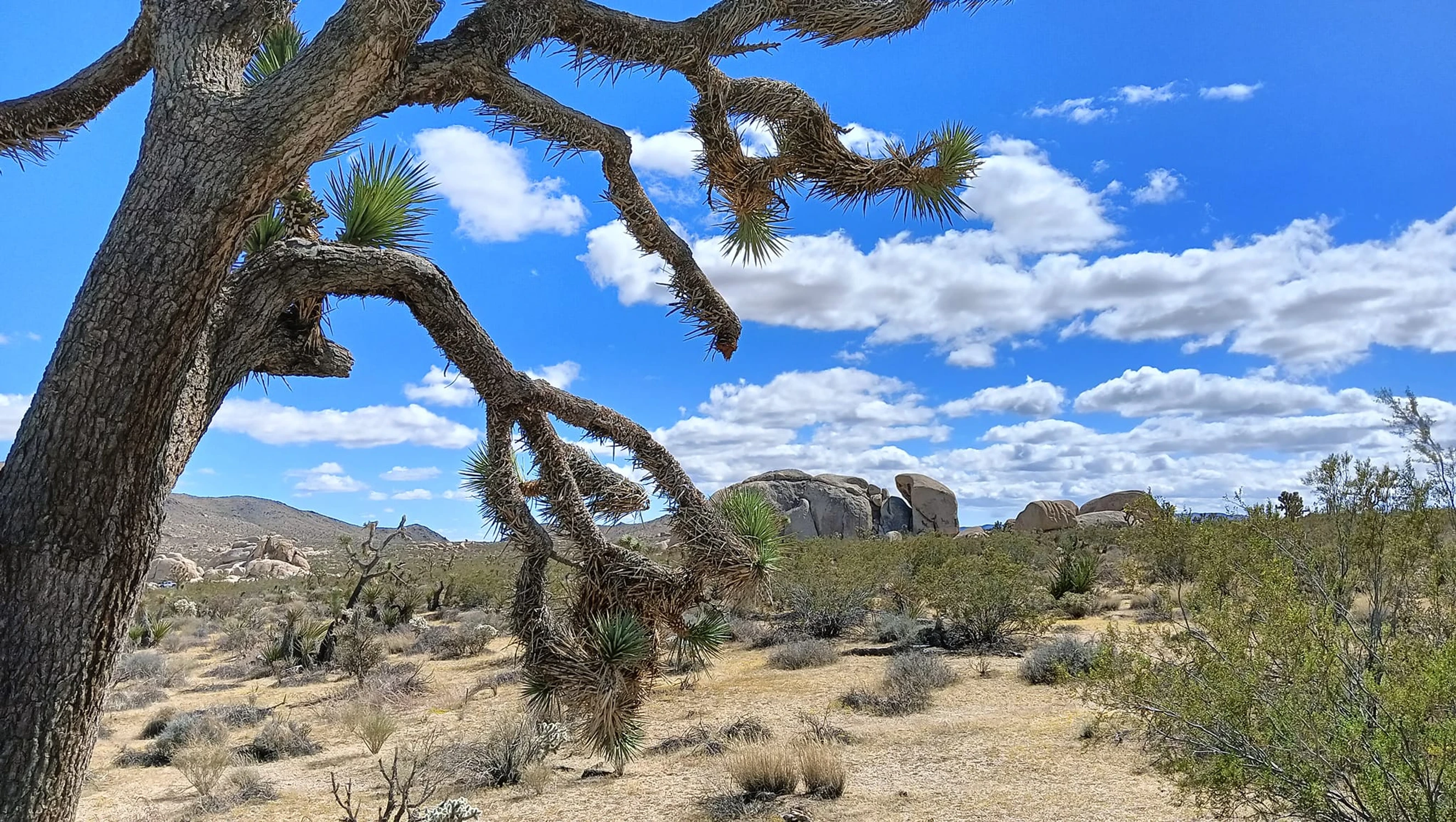 Joshua Tree