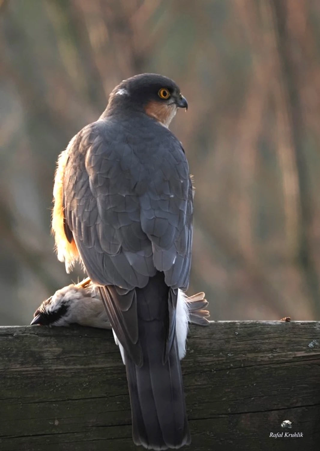 Krogulec (Accipiter nisus)