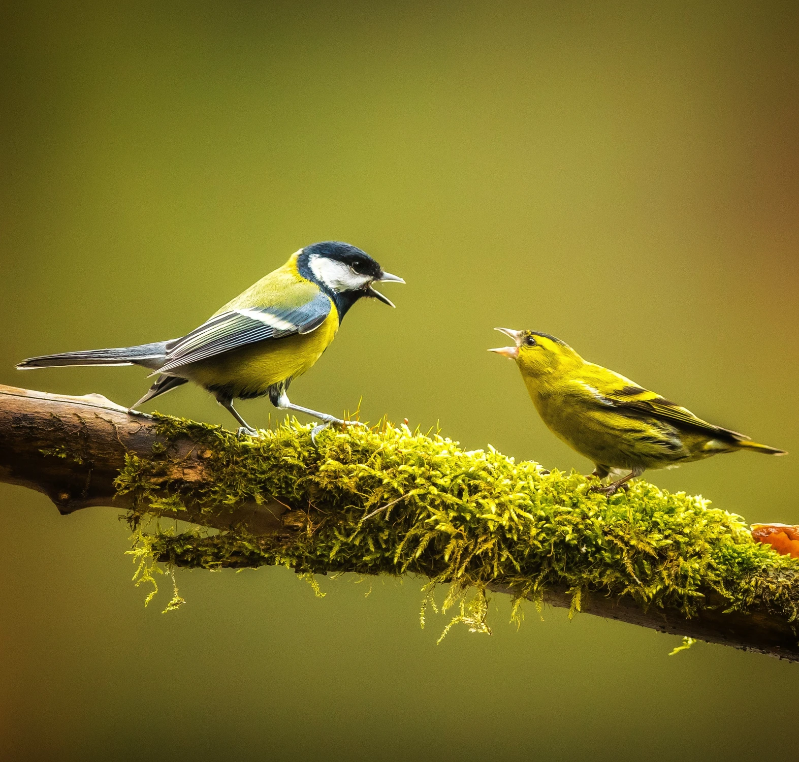 Kłótnie międzygatunkowe