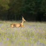 Pląsający w chabrach