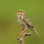 Aria potrzeszcza zwyczajnego