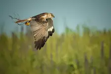 Błotniak stawowy
