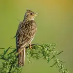 Skowronek w kwadracie
