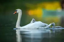 Nowe pokolenie
