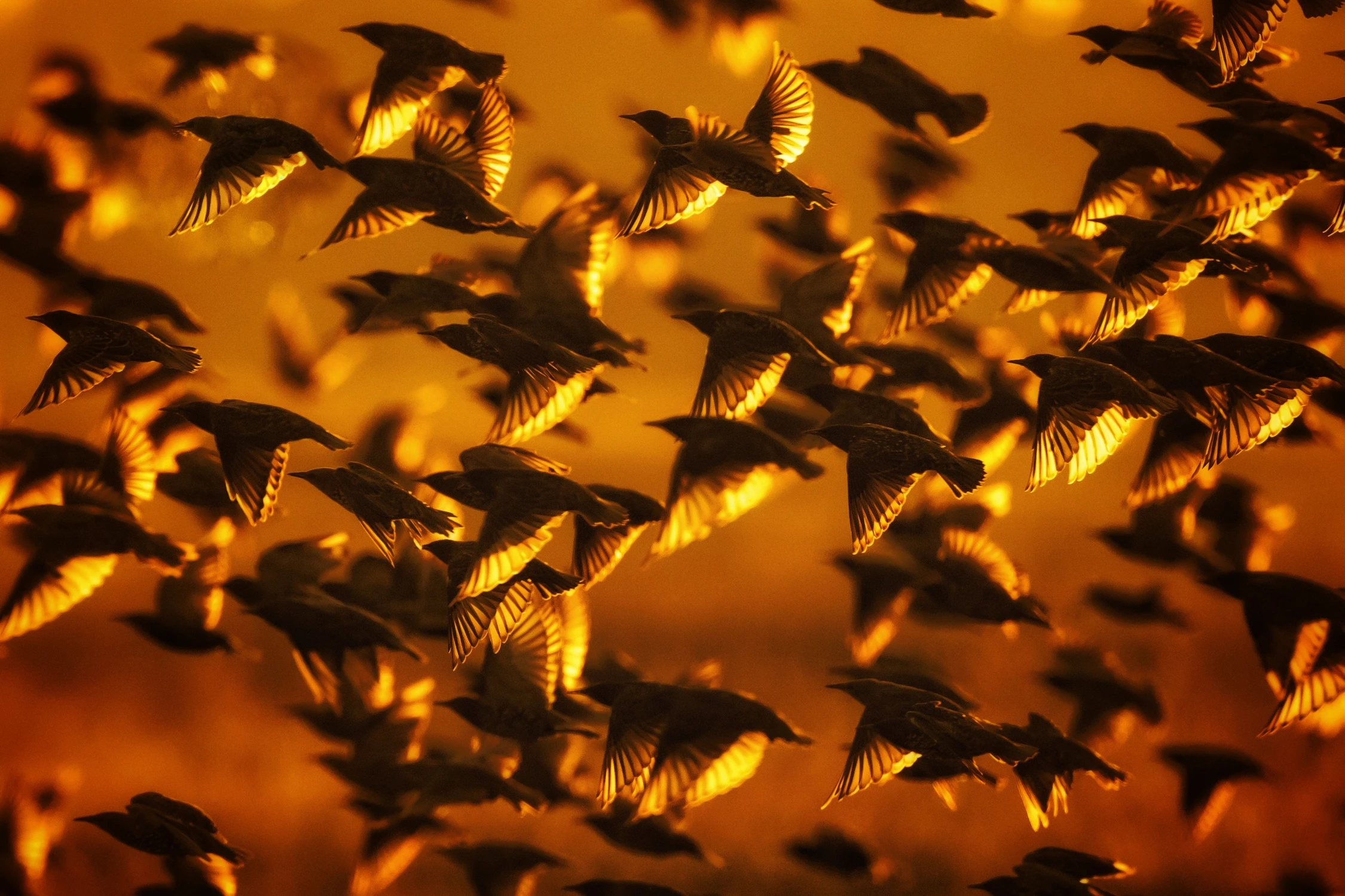 Sunset wings