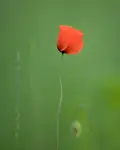Majowo 