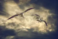 ***