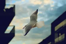 ***