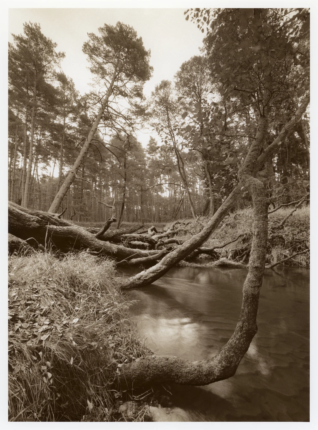 Gdzieś nad Małą Panwią