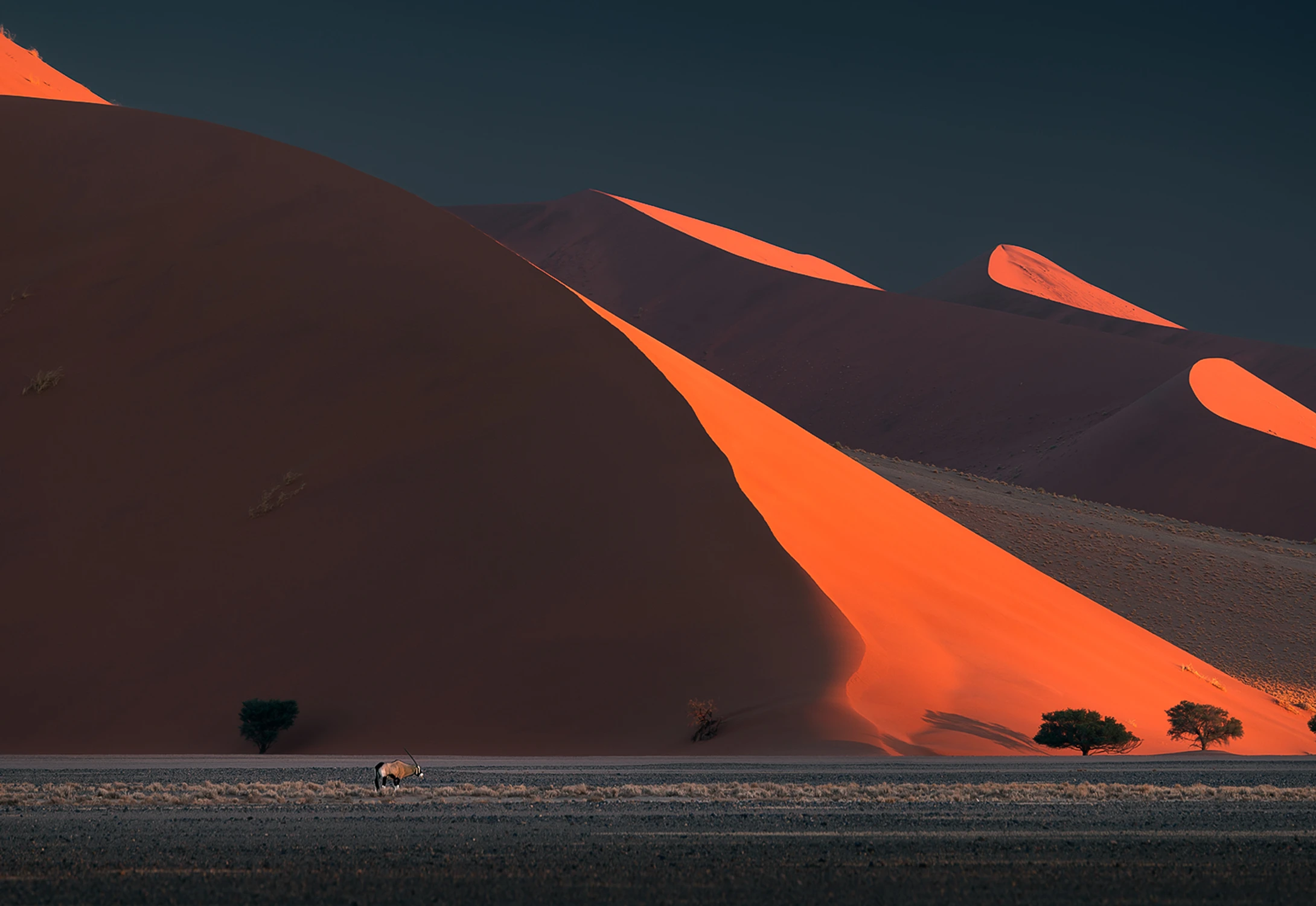 Oryx w Sosussvlei