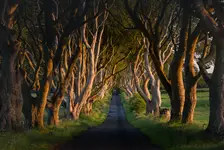 The Dark Hedges