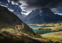 Guanaco w Torres del Paine 