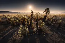 Kaktusy Cholla