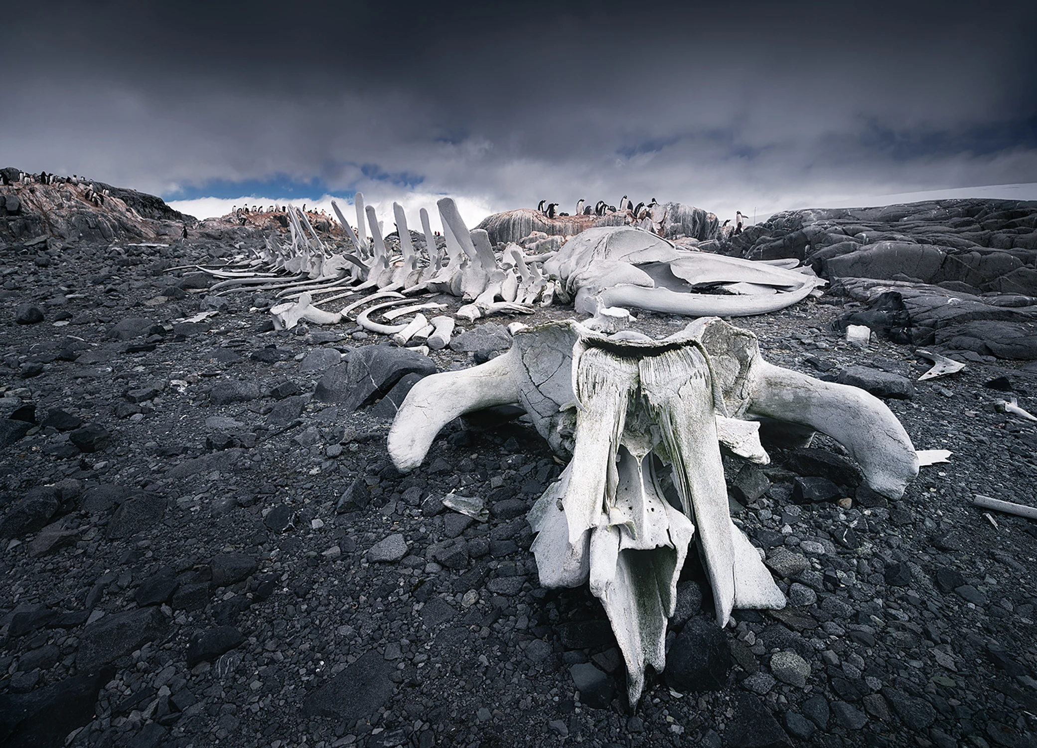 Szkielet wieloryba w Port Lockroy II