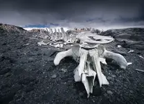 Szkielet wieloryba w Port Lockroy II