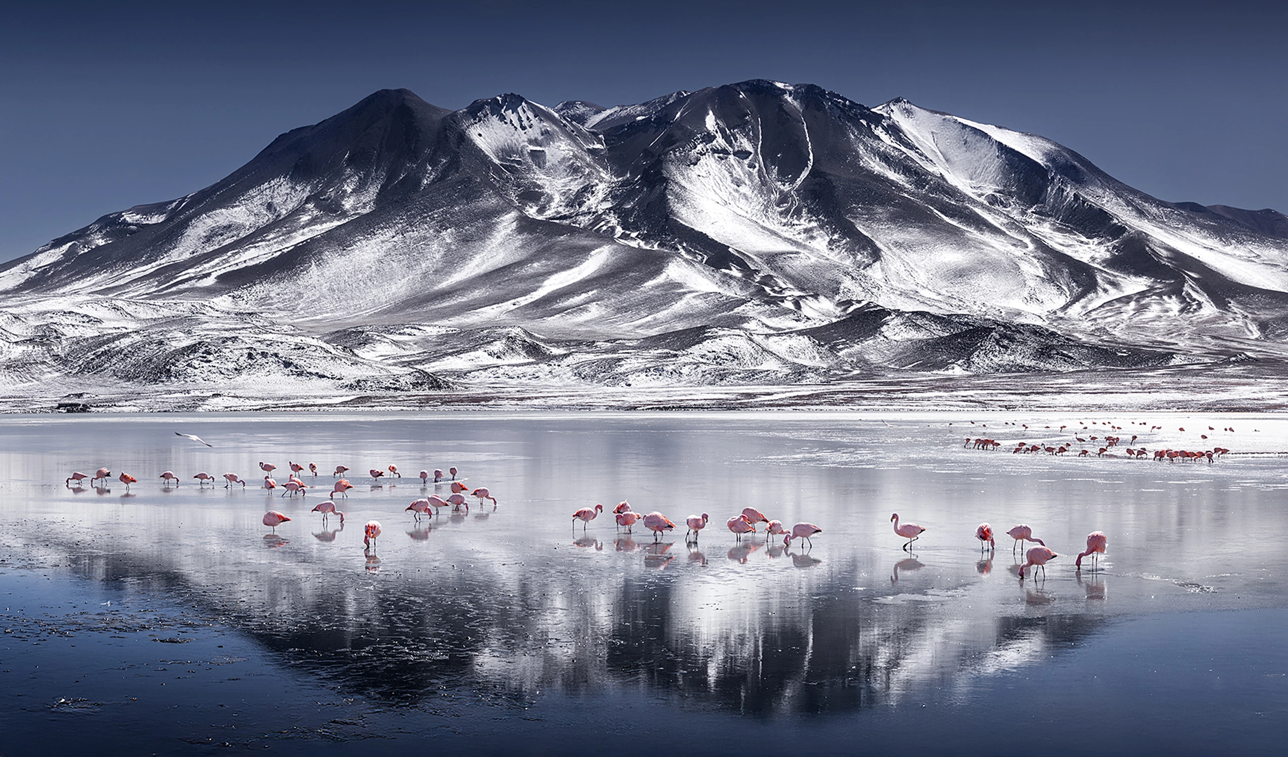 Flamingi na Altiplano