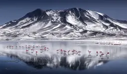 Flamingi na Altiplano