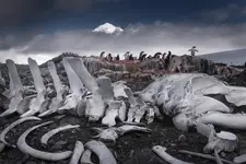 Szkielet wieloryba w Port Lockroy