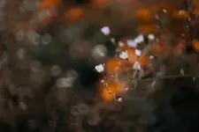 ***