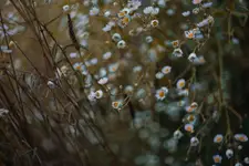 Przymiotno białe
