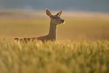 Łania