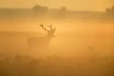 Odchodzący w siną dal Jorgos