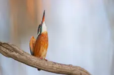 Obrona terytorium przed nalotem czapli ;)