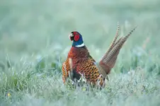 Bażant