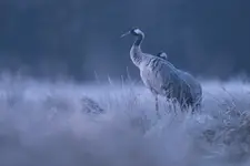 Przedświt na noclegowisku 