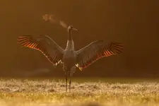 Władca
