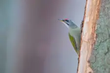 Dzięcioł zielonosiwy 