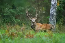 Jeleń 